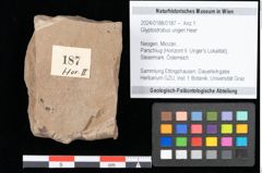 Foto (Objekt + Etikett) von Glyptostrobus ungeri Heer (NHMW-GEO-2024-0188-0187)